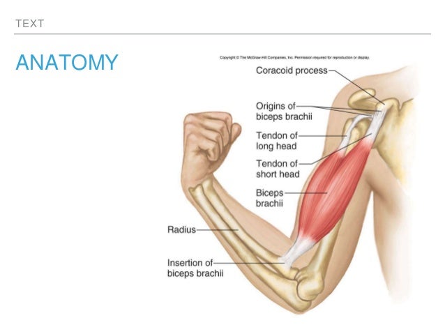 Distal Biceps Tendon Rupture