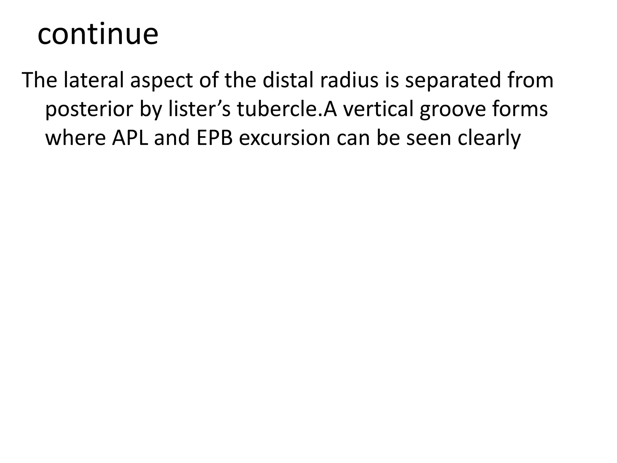 continue
The lateral aspect of the distal radius is separated from
posterior by lister’s tubercle.A vertical groove forms
where APL and EPB excursion can be seen clearly
 