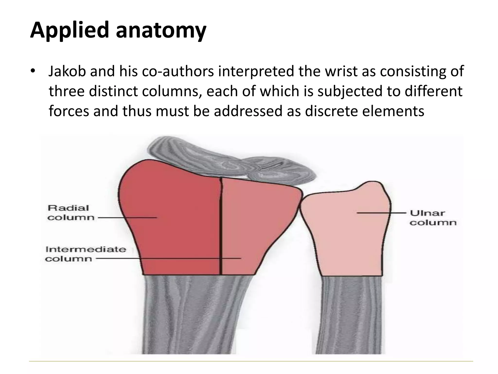 Applied anatomy
• Jakob and his co-authors interpreted the wrist as consisting of
three distinct columns, each of which is subjected to different
forces and thus must be addressed as discrete elements
 