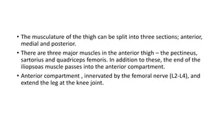• The musculature of the thigh can be split into three sections; anterior,
medial and posterior.
• There are three major muscles in the anterior thigh – the pectineus,
sartorius and quadriceps femoris. In addition to these, the end of the
iliopsoas muscle passes into the anterior compartment.
• Anterior compartment , innervated by the femoral nerve (L2-L4), and
extend the leg at the knee joint.
 