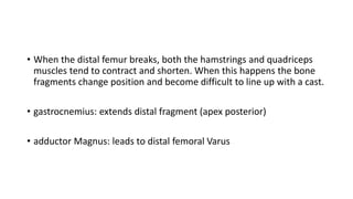 • When the distal femur breaks, both the hamstrings and quadriceps
muscles tend to contract and shorten. When this happens the bone
fragments change position and become difficult to line up with a cast.
• gastrocnemius: extends distal fragment (apex posterior)
• adductor Magnus: leads to distal femoral Varus
 