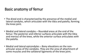 • The distal end is characterised by the presence of the medial and
lateral condyles, which articulate with the tibia and patella, forming
the knee joint.
• Medial and lateral condyles – Rounded areas at the end of the
femur. The posterior and inferior surfaces articulate with the tibia
and menisci of the knee, while the anterior surface articulates with
the patella.
• Medial and lateral epicondyles – Bony elevations on the non-
articular areas of the condyles. They are the area of attachment of
some muscles and the collateral ligaments of the knee joint.
Basic anatomy of femur
 