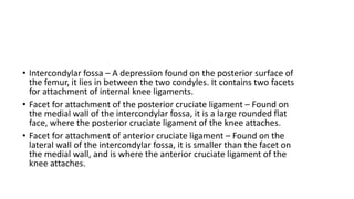 • Intercondylar fossa – A depression found on the posterior surface of
the femur, it lies in between the two condyles. It contains two facets
for attachment of internal knee ligaments.
• Facet for attachment of the posterior cruciate ligament – Found on
the medial wall of the intercondylar fossa, it is a large rounded flat
face, where the posterior cruciate ligament of the knee attaches.
• Facet for attachment of anterior cruciate ligament – Found on the
lateral wall of the intercondylar fossa, it is smaller than the facet on
the medial wall, and is where the anterior cruciate ligament of the
knee attaches.
 