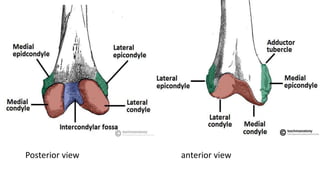 Posterior view anterior view
 