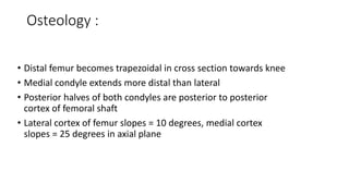 Osteology :
• Distal femur becomes trapezoidal in cross section towards knee
• Medial condyle extends more distal than lateral
• Posterior halves of both condyles are posterior to posterior
cortex of femoral shaft
• Lateral cortex of femur slopes = 10 degrees, medial cortex
slopes = 25 degrees in axial plane
 