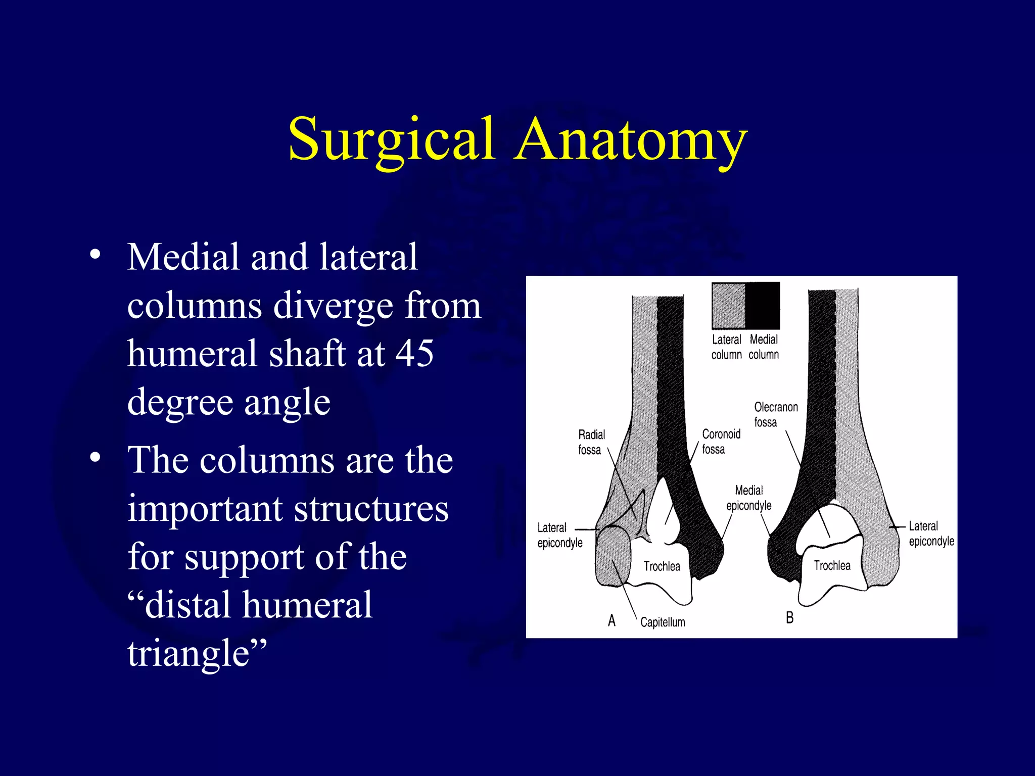 Surgical Anatomy
• Medial and lateral
  columns diverge from
  humeral shaft at 45
  degree angle
• The columns are the
  important structures
  for support of the
  “distal humeral
  triangle”
 