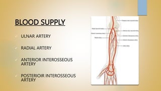 BLOOD SUPPLY
 ULNAR ARTERY
 RADIAL ARTERY
 ANTERIOR INTEROSSEOUS
ARTERY
 POSTERIOIR INTEROSSEOUS
ARTERY
 