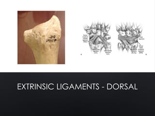 EXTRINSIC LIGAMENTS - DORSAL
 