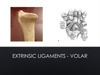 EXTRINSIC LIGAMENTS - VOLAR
 