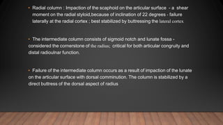 • Radial column : Impaction of the scaphoid on the articular surface - a shear
moment on the radial styloid,because of inclination of 22 degrees - failure
laterally at the radial cortex ; best stabilized by buttressing the lateral cortex
• The intermediate column consists of sigmoid notch and lunate fossa -
considered the cornerstone of the radius; critical for both articular congruity and
distal radioulnar function.
• Failure of the intermediate column occurs as a result of impaction of the lunate
on the articular surface with dorsal comminution. The column is stabilized by a
direct buttress of the dorsal aspect of radius
 