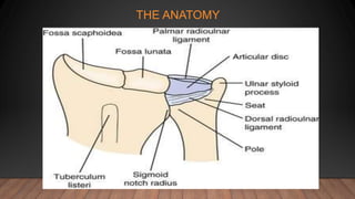 THE ANATOMY
 