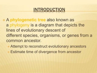INTRODUCTION
 A phylogenetic tree also known as
a phylogeny is a diagram that depicts the
lines of evolutionary descent of
different species, organisms, or genes from a
common ancestor.
 Attempt to reconstruct evolutionary ancestors
 Estimate time of divergence from ancestor
 