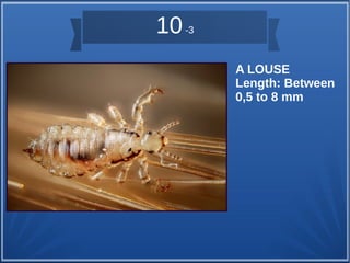 A LOUSE 
Length: Between 
0,5 to 8 mm 
10 -3 
 