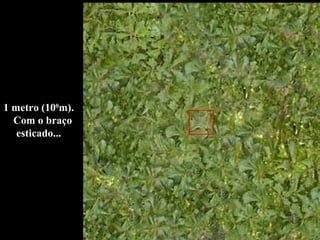 1 metro (10 0 m).  Com o braço esticado... 