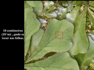 10 centímetros (10 -1 m) ...pode-se tocar nas folhas. 