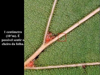 1 centímetro (10 -2 m). É possível sentir o cheiro da folha. 