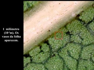 1  milímetro  (10 -3 m). Os vasos da folha aparecem. 