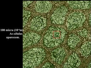 100 micra (10 -4 m).  As células aparecem. 