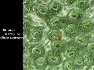 10  micra  (10 -5 m).  As células aparecem.  