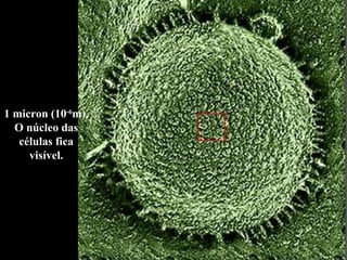 1 micron (10 -6 m). O núcleo das células fica visível. 