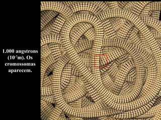 1.000 angstrons (10 -7 m). Os cromossomas aparecem. 