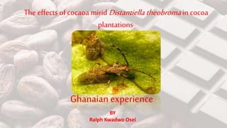 BY
Ralph Kwadwo Osei
The effects of cocaoa mirid Distantiella theobromain cocoa
plantations”
Ghanaian experience
 