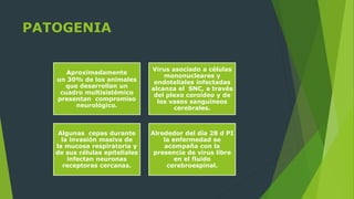 PATOGENIA
Aproximadamente
un 30% de los animales
que desarrollan un
cuadro multisistémico
presentan compromiso
neurológico.
Virus asociado a células
mononucleares y
endoteliales infectadas
alcanza el SNC, a través
del plexo coroideo y de
los vasos sanguíneos
cerebrales.
Algunas cepas durante
la invasión masiva de
la mucosa respiratoria y
de sus células epiteliales
infectan neuronas
receptoras cercanas.
Alrededor del día 28 d PI
la enfermedad se
acompaña con la
presencia de virus libre
en el fluido
cerebroespinal.
 