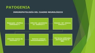 PATOGENIA
Respuesta citolítica
ineficiente=>
infección persistente
no citolítica=>
Evacion del sistema
inmune=>
infección masiva de
neuronas =>
lesiones crónicas
inmunomediadas=>
Th2 forma infiltrados
perivasculares en
SNC.
INMUNOPATOLOGÍA DEL CUADRO NEUROLÓGICO
 
