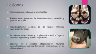 Lesiones
 Hiperqueratosis en la nariz y almohadillas.
 Pueden estar presentes la bronconeumonía, enteritis y
pústulas en la piel.
 Histológicamente: necrosis de los tejidos linfáticos,
neumonía intersticial.
 Inclusiones intranucleares y citoplasmáticas en los órganos
urinarios, digestivos y epitelio respiratorio
 Lesiones en el cerebro (degeneración neuronal,
desmielinización y cuerpos de inclusión intranucleares en las
células gliales).
 