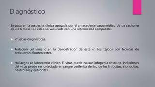 Diagnóstico
Se basa en la sospecha clínica apoyada por el antecedente característico de un cachorro
de 3 a 6 meses de edad no vacunado con una enfermedad compatible.
 Pruebas diagnósticas.
 Aislación del virus o en la demostración de éste en los tejidos con técnicas de
anticuerpos fluorescentes.
 Hallazgos de laboratorio clínico. El virus puede causar linfopenia absoluta. Inclusiones
del virus puede ser detectada en sangre periférica dentro de los linfocitos, monocitos,
neutrófilos y eritrocitos.
 