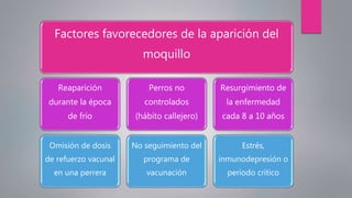 Factores favorecedores de la aparición del
moquillo
Reaparición
durante la época
de frío
Omisión de dosis
de refuerzo vacunal
en una perrera
Perros no
controlados
(hábito callejero)
No seguimiento del
programa de
vacunación
Resurgimiento de
la enfermedad
cada 8 a 10 años
Estrés,
inmunodepresión o
periodo crítico
 