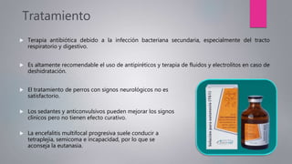 Tratamiento
 Terapia antibiótica debido a la infección bacteriana secundaria, especialmente del tracto
respiratorio y digestivo.
 Es altamente recomendable el uso de antipiréticos y terapia de fluidos y electrolitos en caso de
deshidratación.
 El tratamiento de perros con signos neurológicos no es
satisfactorio.
 Los sedantes y anticonvulsivos pueden mejorar los signos
clínicos pero no tienen efecto curativo.
 La encefalitis multifocal progresiva suele conducir a
tetraplejía, semicoma e incapacidad, por lo que se
aconseja la eutanasia.
 