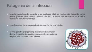 Patogenia de la infección
 La enfermedad puede presentarse en cualquier edad, es mucho más frecuente en los
perros jóvenes (3-6 meses), además de los cachorros no vacunados o aquellos
individuos inmunodeprimidos.
 La enfermedad tiene un periodo de incubación de 14 a 18 días
 El virus penetra al organismo mediante la transmisión
directa (ingestión, inhalación) por aerosoles secreciones
respiratorias, oculares, orina y heces.
 