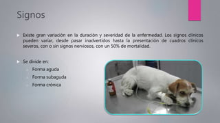 Signos
 Existe gran variación en la duración y severidad de la enfermedad. Los signos clínicos
pueden variar, desde pasar inadvertidos hasta la presentación de cuadros clínicos
severos, con o sin signos nerviosos, con un 50% de mortalidad.
 Se divide en:
o Forma aguda
o Forma subaguda
o Forma crónica
 