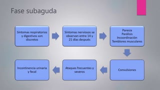 Fase subaguda
 