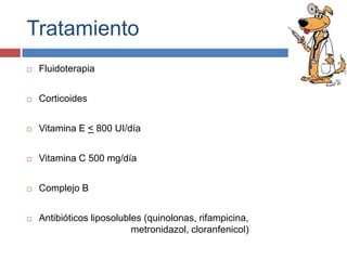 Tratamiento


Fluidoterapia



Corticoides



Vitamina E < 800 UI/día



Vitamina C 500 mg/día



Complejo B



Antibióticos liposolubles (quinolonas, rifampicina,
metronidazol, cloranfenicol)

 