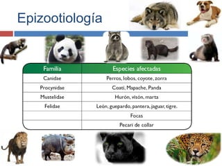 Epizootiología

 