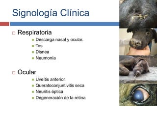 Signología Clínica


Respiratoria







Descarga nasal y ocular.
Tos
Disnea
Neumonía

Ocular





Uveítis anterior
Queratoconjuntivitis seca
Neuritis óptica
Degeneración de la retina

 