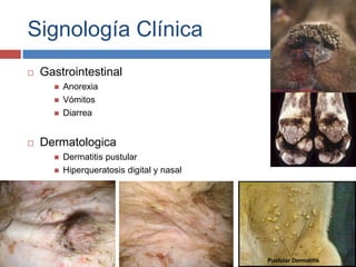 Signología Clínica


Gastrointestinal






Anorexia
Vómitos
Diarrea

Dermatologica



Dermatitis pustular
Hiperqueratosis digital y nasal

 