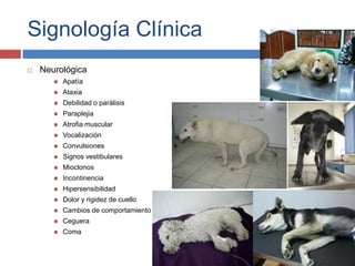 Signología Clínica


Neurológica


Apatía



Ataxia



Debilidad o parálisis



Paraplejia



Atrofia muscular



Vocalización



Convulsiones



Signos vestibulares



Mioclonos



Incontinencia



Hipersensibilidad



Dolor y rigidez de cuello



Cambios de comportamiento



Ceguera



Coma

 