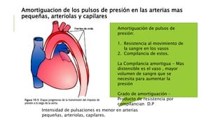 Distensibilidad Vascular Y Funci n De Las Venas PPTX distensibilidad-vascular-y-funci-n-de-las-venas-pptx