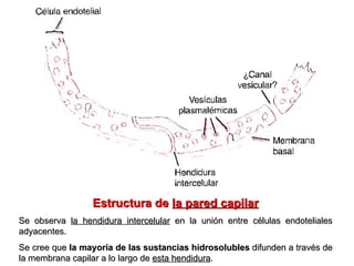 Estructura de  la pared capilar Se observa  la hendidura intercelular  en la unión entre células endoteliales adyacentes.  Se cree que  la mayoría de las sustancias hidrosolubles  difunden a través de la membrana capilar a lo largo de  esta hendidura . 