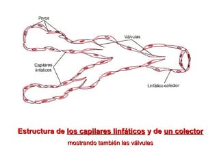 Estructura de  los capilares linfáticos  y de  un colector mostrando también las válvulas 