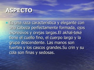 ASPECTO Es una raza característica y elegante con una cabeza perfectamente formada, ojos expresivos y orejas largas.El akhal-teké tiene el cuello fino, el cuerpo largo y la grupa descendente. Las manos son fuertes y los cascos grandes.Su crin y su cola son finas y sedosas.  