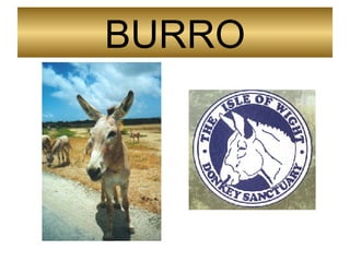 BURRO 