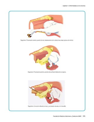 Capítulo 4. Enfermedades de los bovinos

Diagnóstico: Presentación anterior, posición dorsal, desplazamiento de la cabeza hacia abajo (postura de vértice).

Diagnóstico: Presentación posterior, posición dorsal, flexión bilateral de corvejones.

Diagnóstico: Corrección utilizando la mano y una lazada colocada en el menudillo.

Facultad de Medicina Veterinaria y Zootecnia-UNAM

141

 