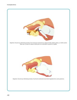 Enciclopedia Bovina

Diagnóstico: Extracción por embriotomía percutánea. Corte transversal a través del tronco, después de haber quitado la cabeza y un miembro anterior.
Nótese que si la base de la cabeza se elimina junto con la extremidad, la operación se simplifica.

Diagnóstico: Extracción por embriotomía percutánea. Fase final de la embriotomía total; división longitudinal de los cuartos posteriores.

142

 