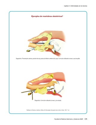 Capítulo 4. Enfermedades de los bovinos

Ejemplos de maniobras obstétricas*

Diagnóstico: Presentación anterior, posición dorsal, postura de flexión unilateral de carpo. Corrección utilizando la mano y una horquilla.

Diagnóstico: Corrección utilizando la mano y una lazada.

Modificado de Maniobras obstétricas: Rebhun, W. Enfermedades del ganado bovino lechero. Acribia. 1999. 1ª ed.

Facultad de Medicina Veterinaria y Zootecnia-UNAM

135

 