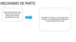 MECANISMO DE PARTO
Esta presentación es mas
frecuente al inicio del
parto, pero cabe la
posibilidad que rote- CUANDO LA cabeza es empukada hacia
la pelvis, se suele producir la flexion y
la presentación desciende
 