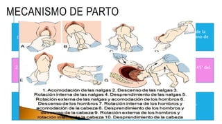 MECANISMO DE PARTO
1.- DESCENSO Y ENCAJAMIENTO DE LA PELVIS FETAL: Es el periodo que transcurre desde la
presentación se acomodo al estrecho superior hasta que la presentación alcanza el III plano de
hodge +
2.- ACOMODO DEL POLO PELVIANO AL ESTRECHO INFERIOR : se produce tras un giro de 45° del
diámetro
3. DESPRENDIMIENTO DEL POLO PELVIANO: se desprende primero la nalga anterior,
posteriormente el surco intergluteo y por ultimo la nalga posterior.
 